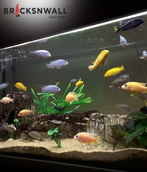 Best Vastu Fishes for Home - Aquarium Direction and its Benefits 