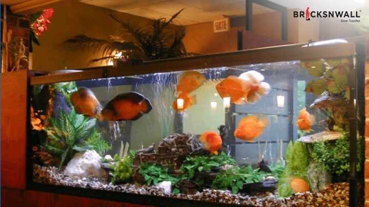 vastu-fishes-for-home-aquarium-direction-and-its-benefits